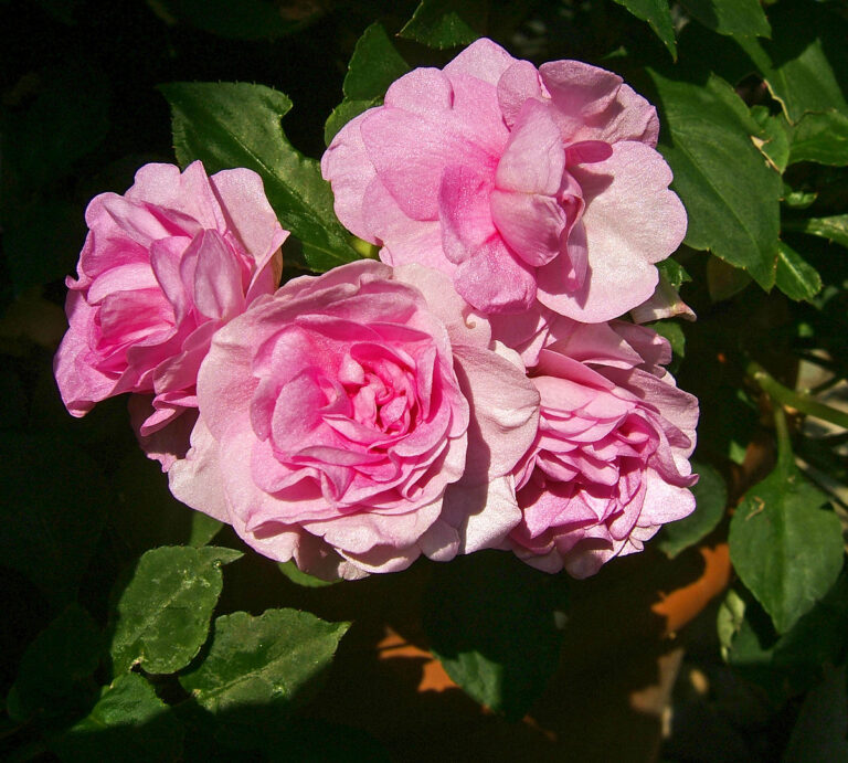 Three Poems by Bernardine Watson
