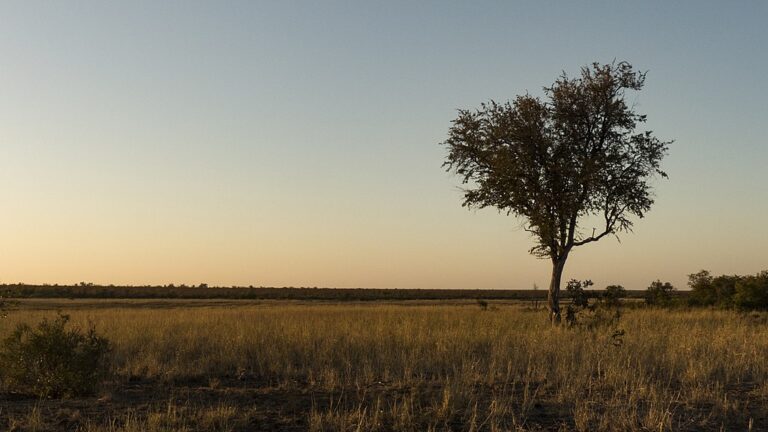 Four Poems by Jacquelyn Bengfort