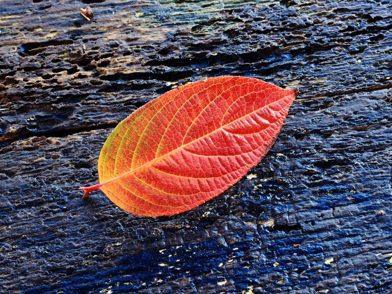 Two Poems by CL Bledsoe