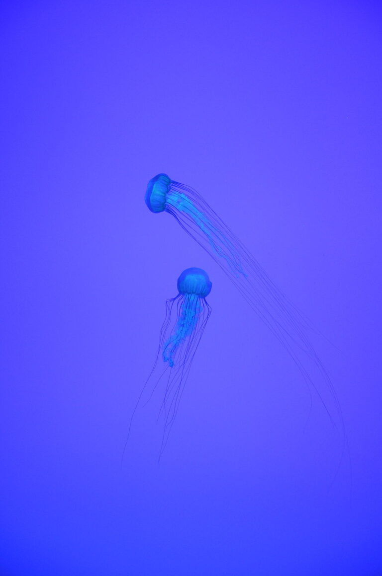 Blue Friday or the Bluest Blue by Susan Scheid