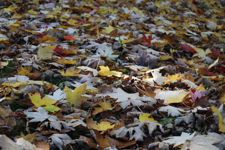 Two Poems by Lennie Lianne