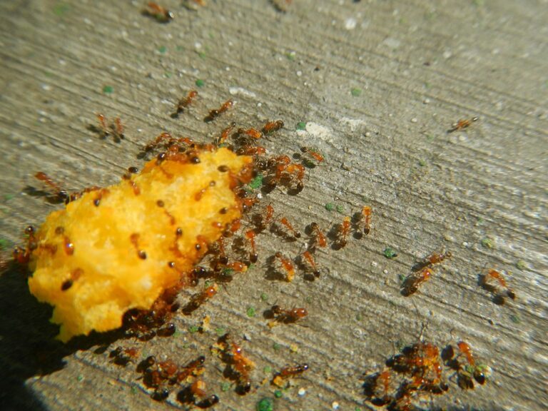 Two Poems by Ryan Quinn Flanagan