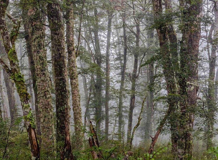 Three Poems by Shakti Sackett