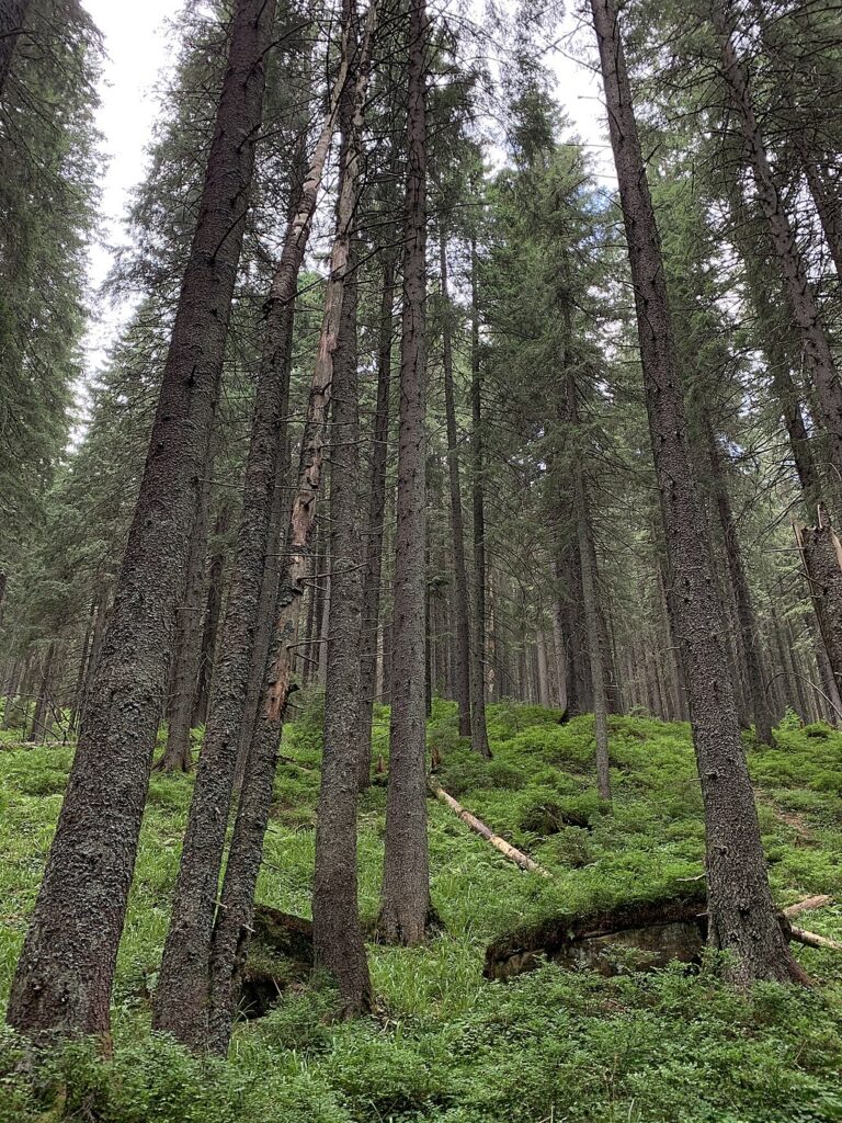 Three Poems by Fran Abrams