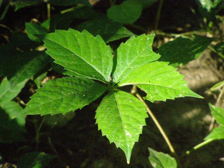 Three Poems by Serena Agusto-Cox