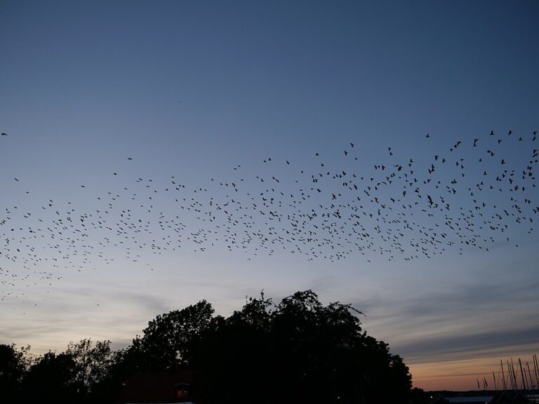 Three Poems by Jeanne Griggs