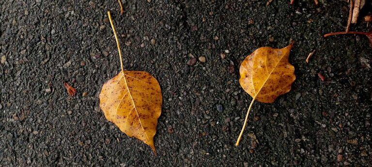 Two Poems by Ann Bracken