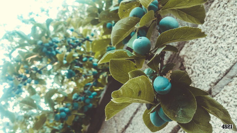 Two Poems by Ann Christine Tabaka