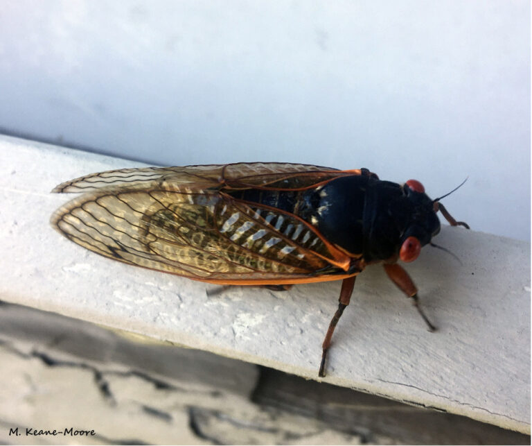 Two Poems by Michele Keane-Moore