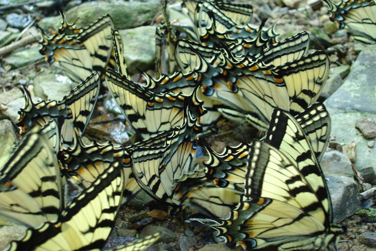 Two Poems by Eve Burton