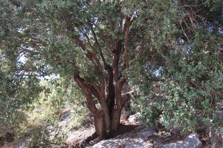 Two Poems by Marc A. Drexler
