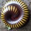The_African_Millipede