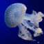 Jellyfish_(42062740)