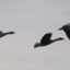 Schiermonnikoog_-_Geese_(flying)_v3