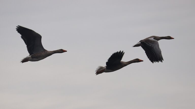 Two Poems by Amy Ouzoonian