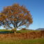 Young_oak_tree_-_geograph.org.uk_-_5216723