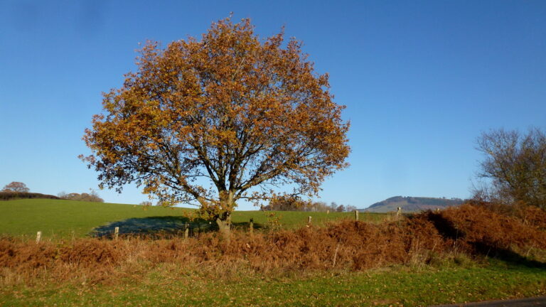 Two Poems by Allison Petrilla