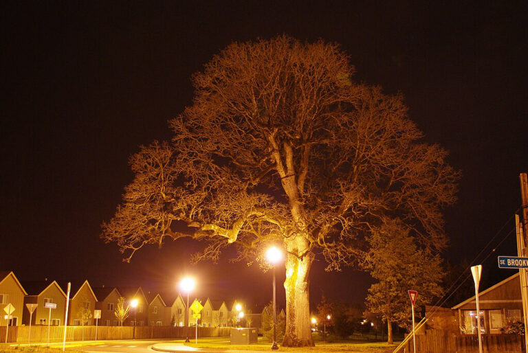 Witch Hazel Tree by Dorothy Waters