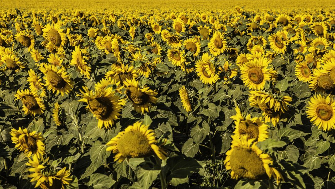 field of yellow sunflowers in ukraine