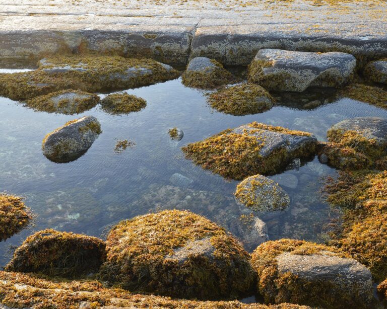 Three Poems by Barbara Schwartz