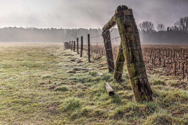 Firework Scars by Carter Vance