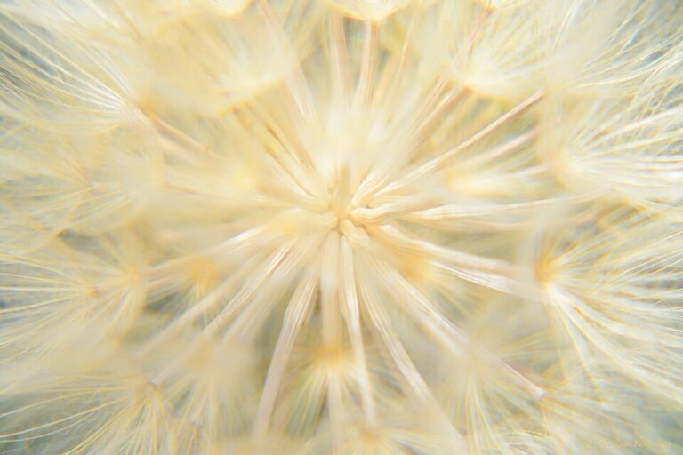 Always There by Jennifer Daschel