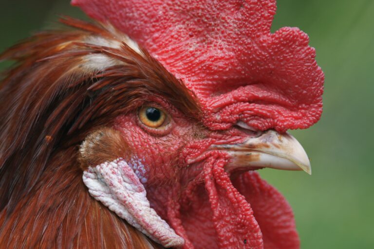 After William Carlos Williams by David Eberhardt