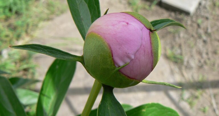 Two Poems by Laurel Brett