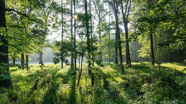 Forest Song by W. Luther Jett