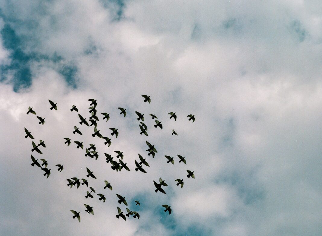flock of birds in flight across clouded sky